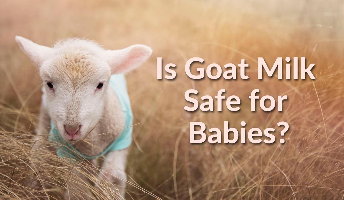 Is Goat Milk Formula Safe?